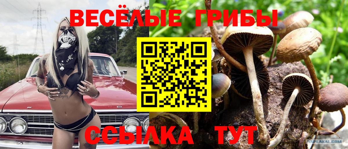 Галлюциногенные грибы Psilocybe Туапсе